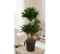 Dra Fr Compacta Carrousel Pot Size 21 Cm Height 80 Corn Plant Indoor Houseplant