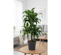 Dra Fr Dorado Carrousel Pot Size 21 Cm Height 80 Corn Plant Indoor Houseplant