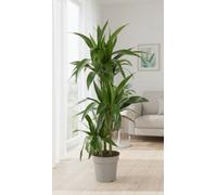 Dra Fr Janet Craig Pot Size 21 Cm Height 100 Dracaena Indoor Houseplant