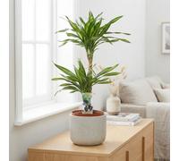 Dracaena Fragrans Corn Plant - 21Cm Pot, 70Cm High