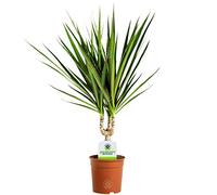 Dracaena Marginata - 1 Plant - House/Office Live Indoor Pot Plant Tree in 11cm Pot