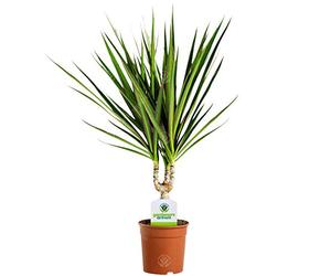 Dracaena Marginata - 1 Plant - House/Office Live Indoor Pot Plant Tree in 11cm Pot