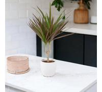 Dracaena Marginata Dragon Tree - 12cm Tropical Houseplant - Ceramic White