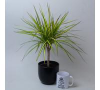Dracaena Marginata Golden Dragon In 13Cm Nursery Pot