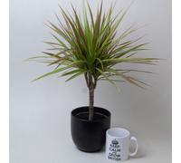 Dracaena Marginata Tricolour In 13Cm Nursery Pot