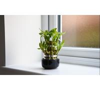 Thompson & Morgan Houseplant 'lucky Bamboo' Dracaena Sanderiana - 12Cm Potted Plant X 1