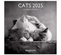 DRAEGER PARIS 1886 | Large Wall Calendar 2025 | 29 x 29 cm | 7 Languages | September 2024 to December 2025 | 12 Photo Themes | Black & White Cats | Eco-Friendly FSC Paper | Clear Notes & Appointments