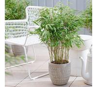 Dragon Head Bamboo Fargesia Rufa Outdoor Plant 1m - 1.2m Tall 5 Litre Pot Plant Theory Green One Size