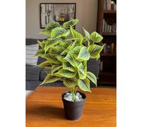 Dragon Heart Coleus 48.3 cm Short Plant for Interior Decor/Home Decor/Office Decor/Gifting | with Basic Black Pot | Ornamental Plant | Natural Looking | Durable
