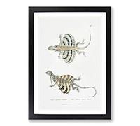 Dragon Lizard by John Edward Gray Framed Print | A2 Black Framed Wall Art | Ready to Hang | Modern Nature Picture | Living Room Bedroom Lounge Office