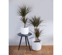 Dragon Tree Indoor Houseplant - Hello Houseplants