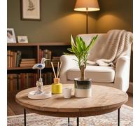 Dragon Tree Single Stem Houseplant in Ocean Ceramic Pot, Indoor Plant with Pot Included - Luxe Leaf Plants UK