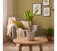 Dragon Tree Single Stem Plant - Exotic Indoor Plant For Home Décor - Luxe Leaf Plants Uk