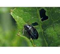 Dragonfli Flea Beetle Killer Nematodes - Kill Flea Beetles Naturally Without Pesticides (Treats 100sqm)