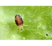 Dragonfli Red Spider Mite Killer 1500