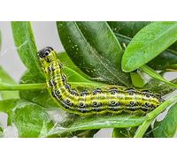 Dragonfli Small Garden Box Tree Caterpillar Killer Nematodes - Protect Buxus Hedges Naturally - Includes Two Packs To Treat 14sqm - Perfect For Smaller Gardens & Indivdual Box Plants