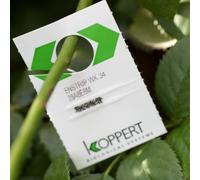 Dragonfli Whitefly Killer - Encarsia formosa Parasitic Wasp Cards - Natural Biological Control (250 Cards)