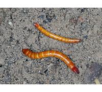 Dragonfli Wireworm Killer Nematodes - Kill Wireworms & Protect Turf Naturally (Treats 100sqm)