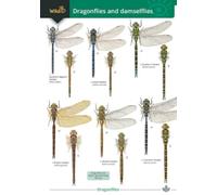 Dragonflies and damselflies