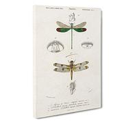 Dragonfly Illustrations PL. L by Charles d' Orbigny Canvas Print | Gallery Wrapped 30mm Frame Wall Art | 30x20 inches | Ready to Hang | Modern Animals Picture | Living Room Bedroom Lounge Office