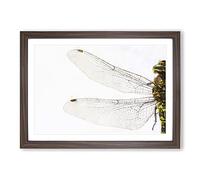 Dragonfly Vol.1 Painting Framed Print | A2 Walnut Framed Wall Art | Ready to Hang | Modern Animal Picture | Living Room Bedroom Lounge Office