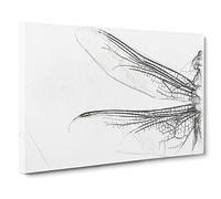 Dragonfly Vol.1 Sketch Canvas Print | Gallery Wrapped 30mm Frame Wall Art | 20x14 inches | Ready to Hang | Modern Animals Picture | Living Room Bedroom Lounge Office