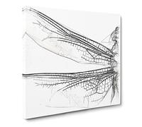 Dragonfly Vol.1 Sketch Canvas Print | Gallery Wrapped 30mm Frame Wall Art | 20x20 inches | Ready to Hang | Modern Animals Picture | Living Room Bedroom Lounge Office