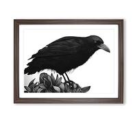 Dramatic Crow Bird H1022 WHT Framed Print for Living Room Bedroom Home Office Décor, Wall Art Picture Ready to Hang, Walnut A3 Frame (46 x 34 cm)