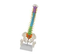 drburpily Life Size Spine Model With Display Stand Skeleton Unique Resource Enhancing Learning Experience In Medical Education Teaching Resources Students Spine