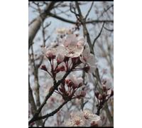 Dream that glow in silence