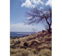 Dreaming Universe: Consciousness, Chaos, and the Cosmic Mind