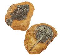 DRESSOOS 2pcs Resin Fossil Ornaments Reptile Decor Snake Box Lizard Terrarium Decor
