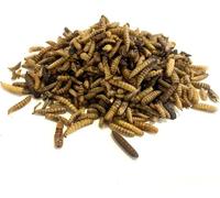 Dried Calciworms 500g Premium Wild Bird & Hedgehog Food MCW