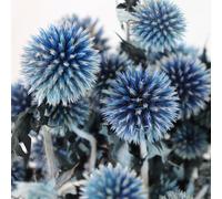 Dried Echinops, Royal Blue Natural Thistle Preserved Flowers, 20 Balls Blue Planet Echinops Globe Flower for Wedding Boho Party Home Decor, DIY Floral Arrangements