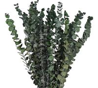 Dried Eucalyptus Lavender Bundle Shower Hanging Mixed Natural Real Eucalyptus Leaves Plant Stems and Dried Lavender for SPA Home Fragrance Bathroom Table Vase Décor (20 PCS)