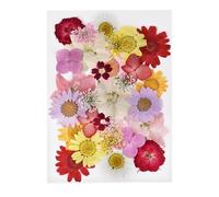 Dried Flower Decor 1set DIY Real Pressed Flower with Leaves, Dried Flowers for Scrapbooking, Grass for Resin