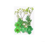 Dried Flowers DIY Material Packs 3.1x4.5inches Dried Pressed Flowers for Art Craft DIY Making Card Home Party Décor(green)