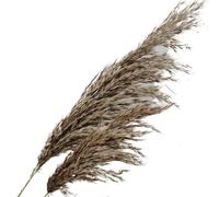 Dried Flowers for Home Decor, Artificial Pampas Grass Multicolor Pack of 5 or 10 50 cm(Primary Color)