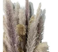Dried Flowers for Home Decor, Pampas Grass Decor Dried Flowers Pack of 3/5/10 Multicolor 70-80cm(Primary,3pcs)