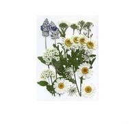Dried Flowers, Pressed Dried Flowers, Dried Flower Crafts For DIY Art Resin Scrapbook Making Flower Decoration Mobile Phone Case DIY, Making Illustrations(white)