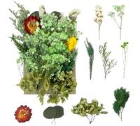 Dried Flowers, Pressed Flowers Dry Flowers Dried Flowers Crafts for DIY Arts Resin Scrapbooking Jewelry Making Floral Decorations（Green）