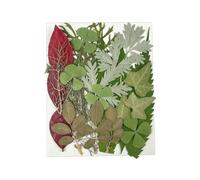Dried Fruit Bag Set for DIY Resin Pendant Making Filling Pressed Real Natural Leaves for Bookmark Case Making 25PCS