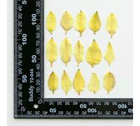 Dried Fruit Bag viridiflora Pall Petal Flower Resin Epoxy Jewelry Card Bookmark Frame Phone Case Makeup Lamp 60pcs