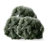 Dried Moss, Moss for Plant Pots, 100g, Coloured Moss for Crating, Moss for Crafts, Terrarium Moss, Faux Moss for Planters - Dark Green