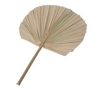 Dried Palm Fan Leaf Decor Wood Khaki Natural Fresh Look