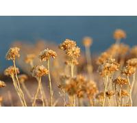 dried plants-300 Wooden Puzzle Sets for Families: A Variety of Skill-Enhancing Puzzle Games (14+)