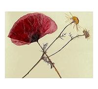 Dried Poppy Daisy flower Art Print Canvas Premium Wall Decor Poster
