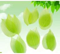 Dried Pressed Fruit Leaf Vein DIY Handmade Materials Nail Art Material for Wedding Party Home Decor Skeleton 30pcs