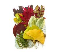 Dried Pressed Leaves For Resin Molds Natural Dry Leaves Plant For Art Craft Supplies Scrapbooking Jewelry Making Soap Making Embellishments