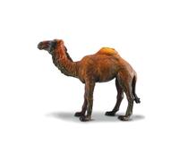 Dromedary Camel